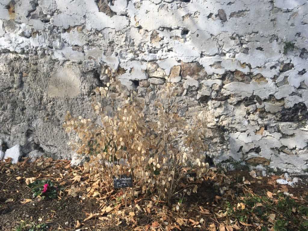 un mur agricole avec un buisson "monnaie de pape" Murs à pêches Montreuil